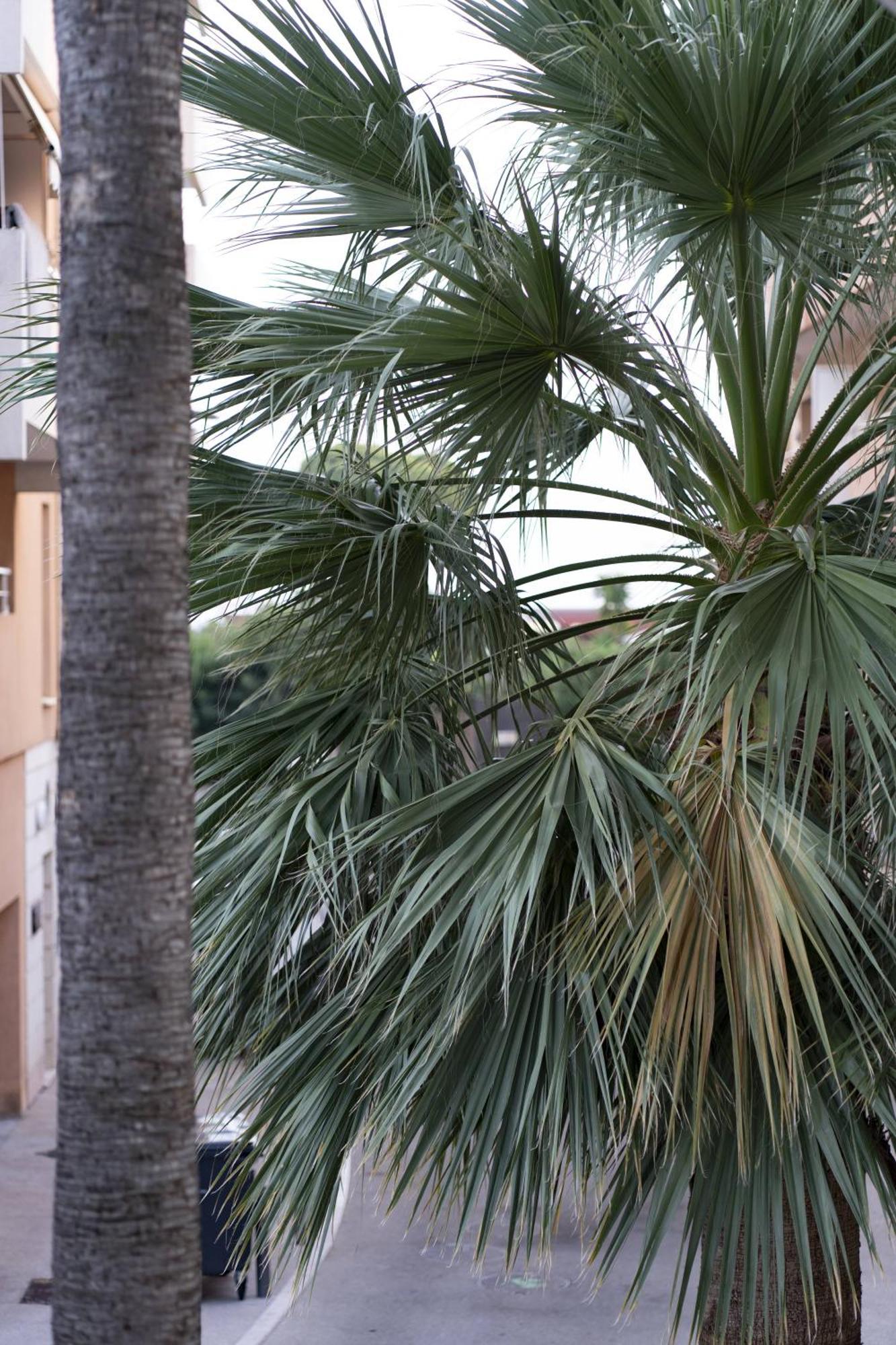 La Petit Maisonette De Manu Cannes Eksteriør billede